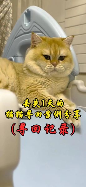 梦到找猫是什么意思_猫丢了梦境解析