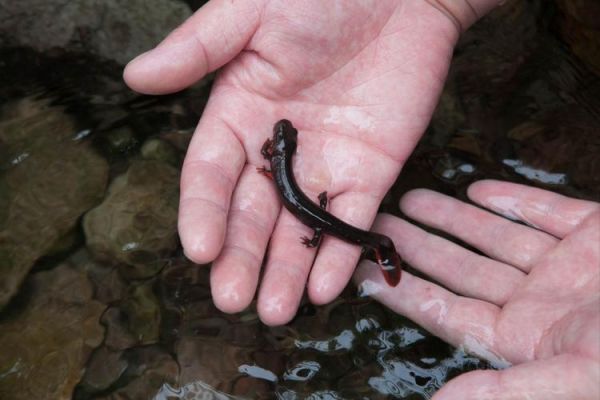 梦到娃娃鱼是什么意思_梦见娃娃鱼好不好
