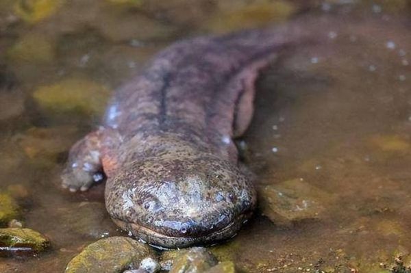 梦到娃娃鱼是什么意思_梦见娃娃鱼好不好