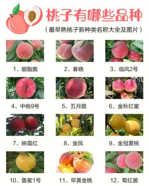 桃图片大全_桃子品种图片怎么区分