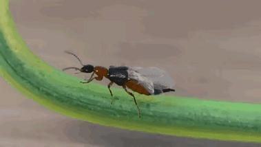 梦到虫子爬是什么意思_如何化解噩梦