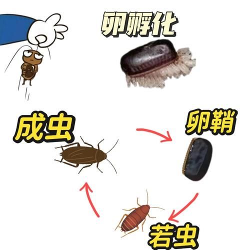 梦到虫子爬是什么意思_如何化解噩梦