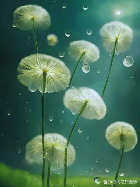 蒲公英图片大全_蒲公英高清壁纸哪里找