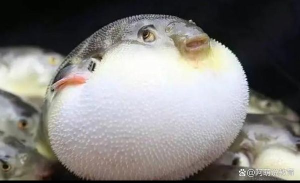 河豚图片大全_河豚有毒吗
