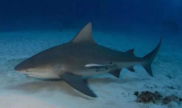 鲨鱼图片大全高清_如何分辨真实与合成