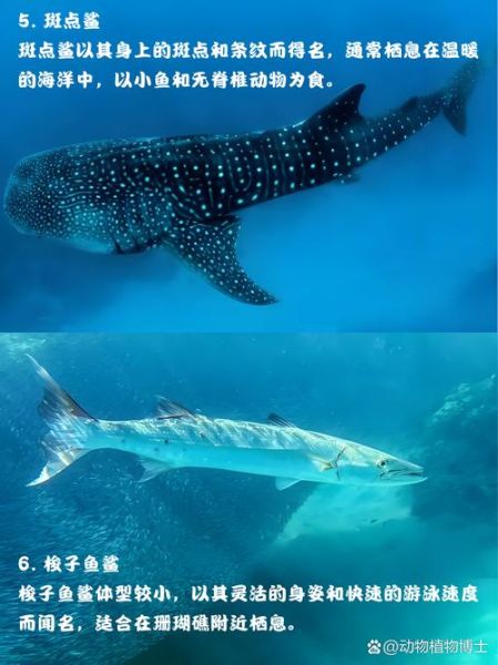 鲨鱼图片大全高清_如何分辨真实与合成