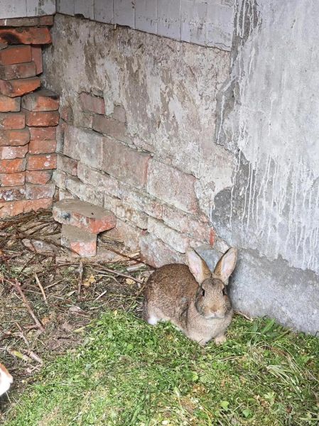 梦到一窝兔子是什么意思_梦见一窝兔子好不好