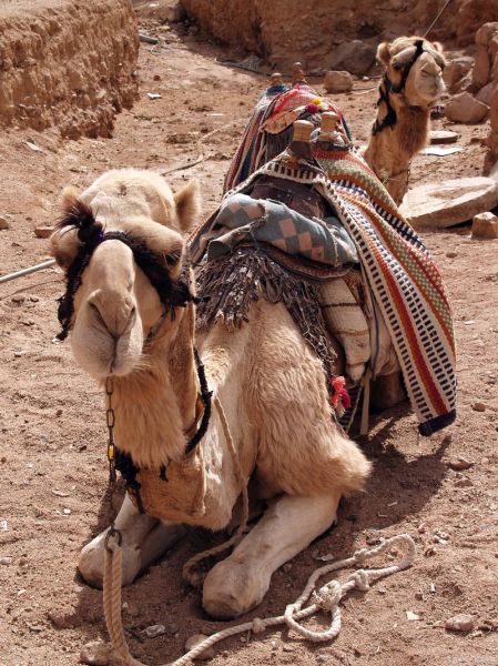 梦到骆驼是什么意思_梦见骆驼代表什么