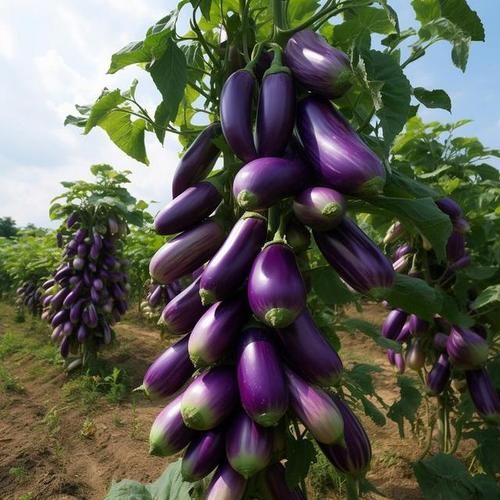 梦到茄子是什么意思_茄子梦境解析