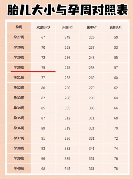 怀孕30周宝宝有多重_30周胎儿体重标准