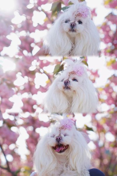 可爱狗的图片大全_如何挑选高清萌宠壁纸