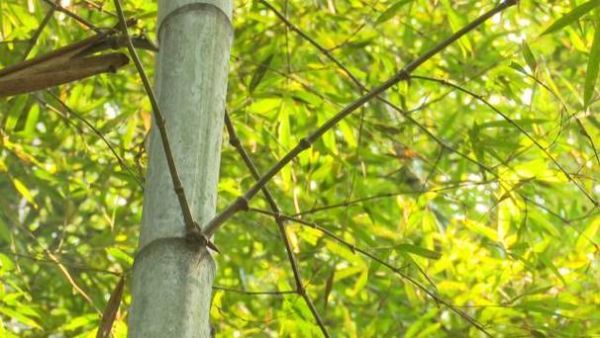 梦到竹子是什么意思_周公解梦竹子预示什么