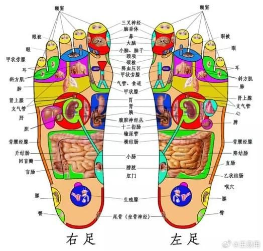 脚底板图片大全_脚底纹路图解
