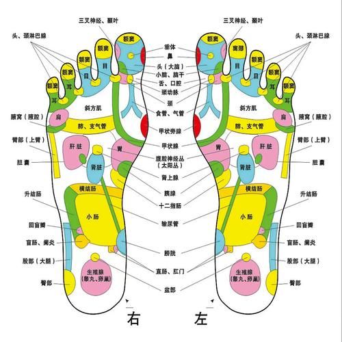 脚底板图片大全_脚底纹路图解