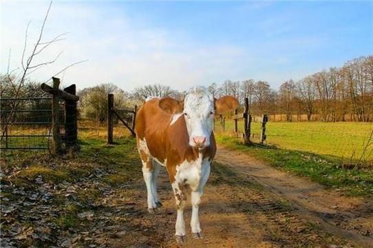 梦到牛追我是什么意思_如何化解牛追梦境