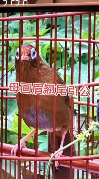 梦到画眉是什么意思_画眉鸟在梦里预示什么