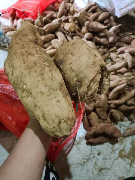 梦到挖红薯是什么意思_梦见挖红薯预示什么