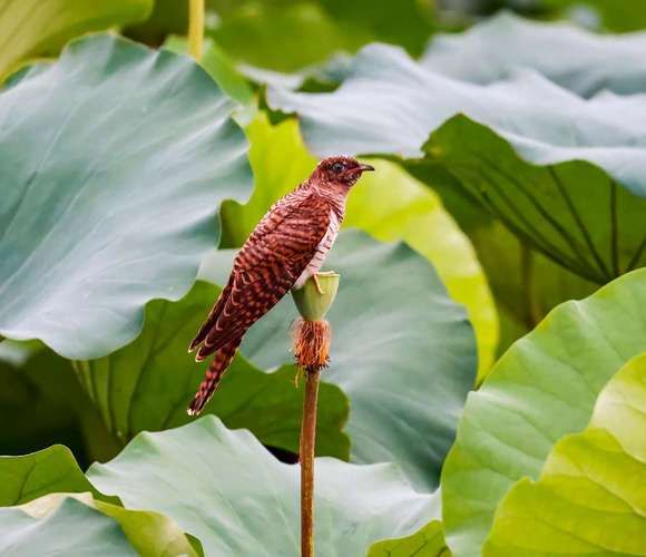 杜鹃鸟图片大全大图_杜鹃鸟高清图片哪里找