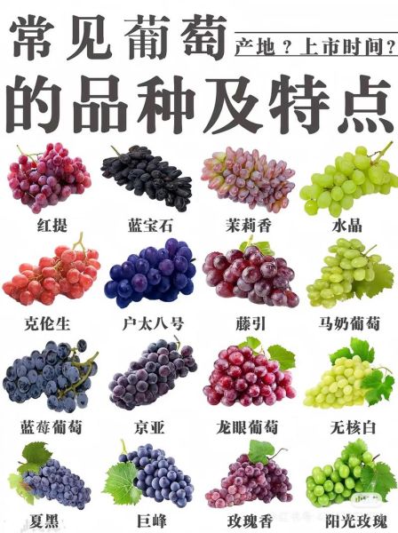 提子图片大全_提子和葡萄的区别是什么