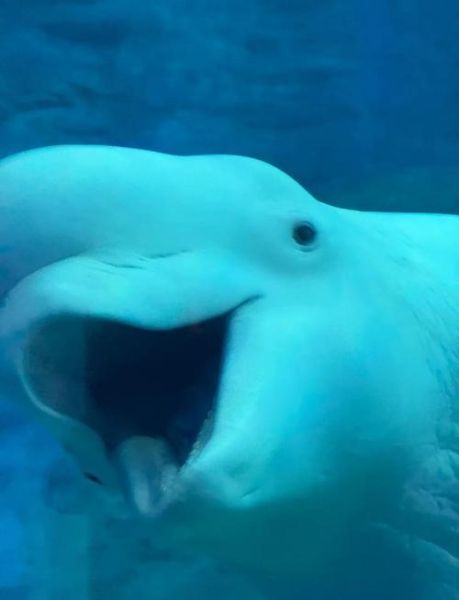 白鲸图片大全_如何辨别白鲸真假照片