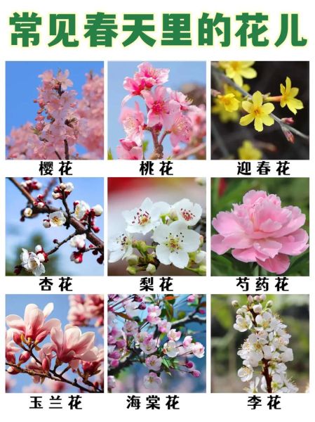 花名大全图片_如何快速识别常见花卉