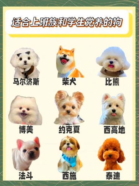 犬图片大全哪里找_小型犬品种图鉴