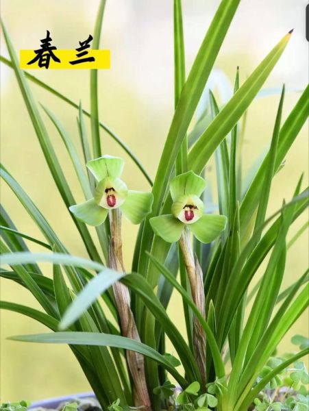 兰花图片大全大图_如何挑选高清兰花图