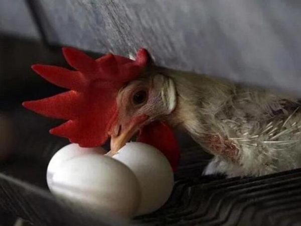 梦到好多鸡是什么意思_梦到好多鸡预示着什么