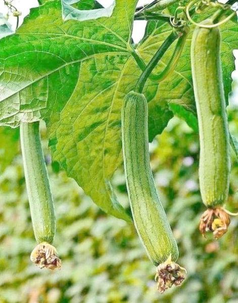 梦到丝瓜是什么意思_孕妇梦见丝瓜生男生女