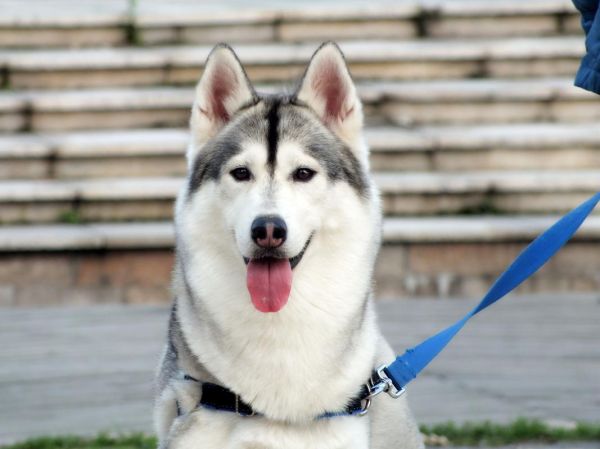 哈士奇图片大全_哪里找高清图