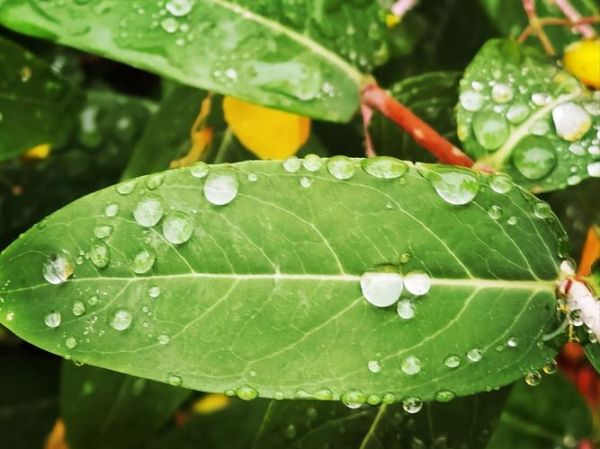 雨点图片大全_如何拍出唯美雨滴