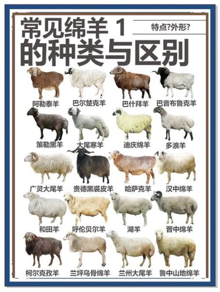 羊图片大全图片_羊品种识别技巧