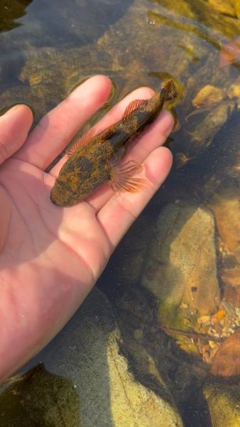 最美的鱼有哪些_如何拍摄最美的鱼