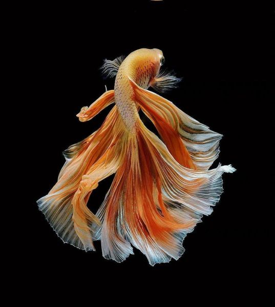 最美的鱼有哪些_如何拍摄最美的鱼