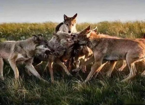 梦到好多狼是什么意思_梦见狼群攻击我怎么办