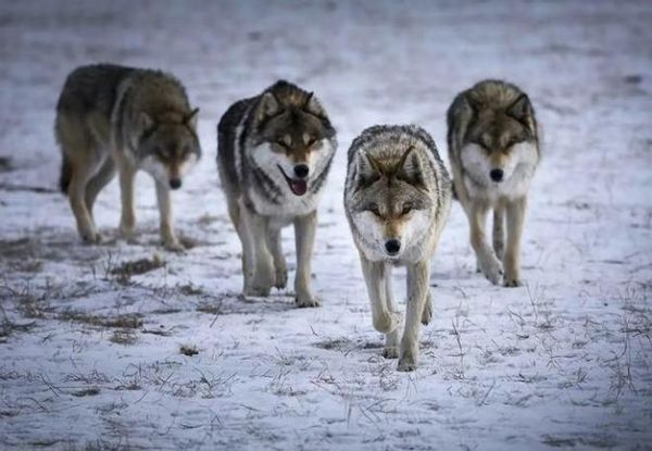 梦到好多狼是什么意思_梦见狼群攻击我怎么办