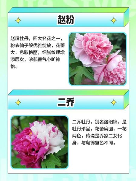 牡丹的图片大全_牡丹品种识别方法