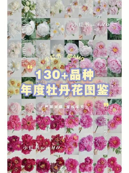 牡丹的图片大全_牡丹品种识别方法