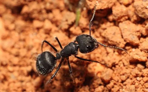 梦到好多蚂蚁是什么意思_蚂蚁成群梦境解析