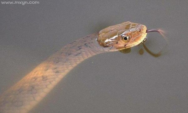 梦到蛇在水里是什么意思_梦见蛇在水里游动好不好