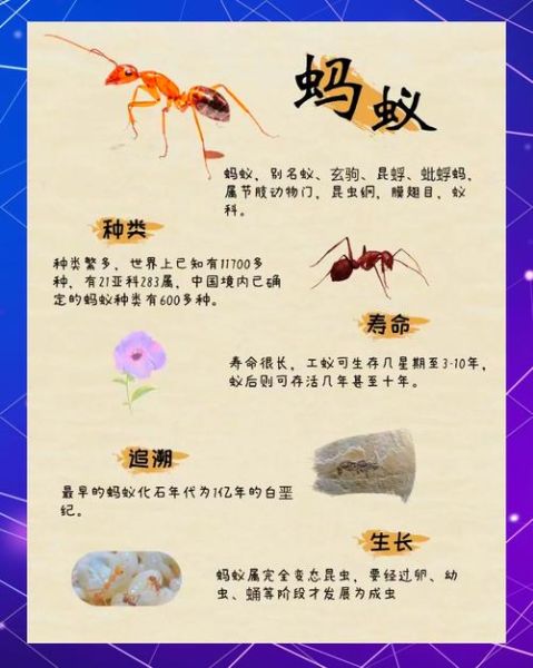 梦到好多蚂蚁是什么意思_蚂蚁成群梦境解析