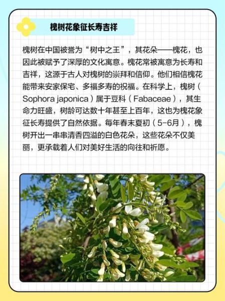 梦到槐树花是什么意思_梦见槐花代表什么