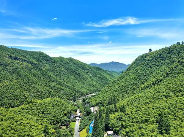 竹海图片大全_如何拍摄竹海意境