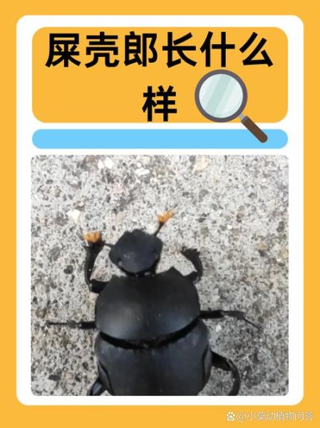 屎壳郎图片大全_屎壳郎长什么样