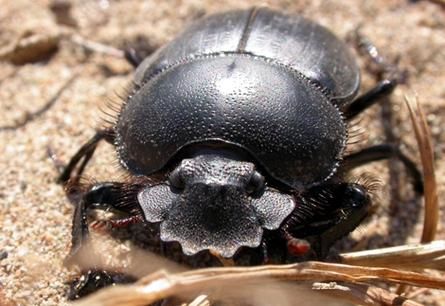 屎壳郎图片大全_屎壳郎长什么样