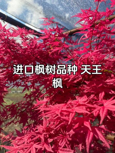 枫树图片大全_如何识别不同品种