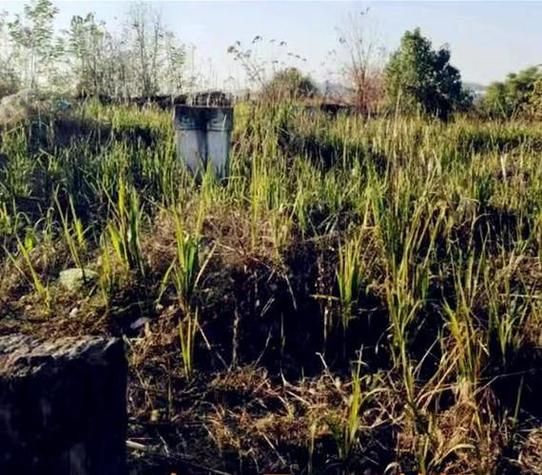 梦到坟头是什么意思_梦见坟头预示着什么