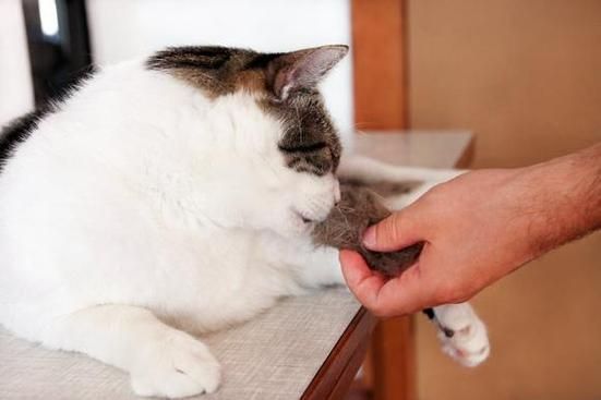 梦到两只小猫是什么意思_梦到两只小猫预示什么