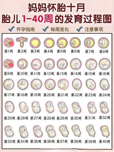 胎儿图片大全_怀孕几周能看清五官