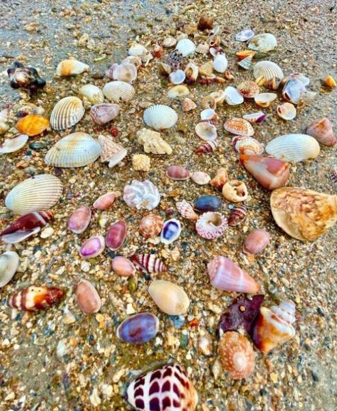 梦到捡贝壳是什么意思_梦见捡贝壳预示什么